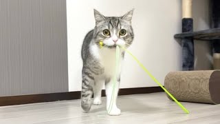 遊んでほしいとおもちゃを咥えて持ってくる猫がこちらです笑