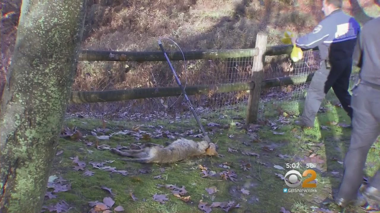NYC warns about possible rabid squirrel after 5 bitten