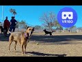 Rescue Dog Sophie visits the dog park! VR180 3D 5.7k