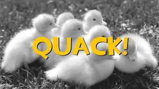 Skachat Besplatno Pesnyu Tf2 Re Sharax Bonus Ducks V Mp3 I Bez Registracii Mp3hq Org - roblox bonus ducks скачать mp3 бесплатно