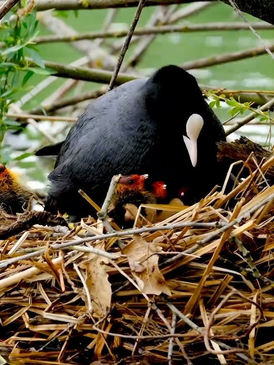 Coot Chicks Feeding #wildlife #nature