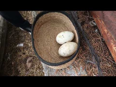 Yağmurdan Sonra Biriken Yumurtalarımızı Topladık. Kaz ve Tavuk Yumurtalarımız Çok İyi!