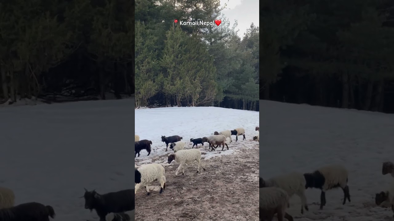 Life of shepherd☺️