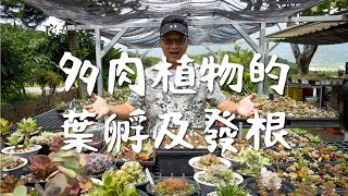 田中先生多肉植物｜EP9｜多肉植物的葉孵及發根