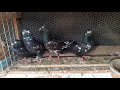 black pakistan pigeon