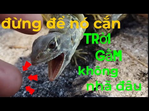 Video hành trình đi đặc nhông của bờm và cái kết... - youtube