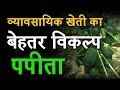 Papaya Farming Good Option For Commercial farming | पपीता की खेती | How to grow Papaya