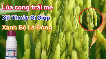 LÚA CÔNG TRÁI ME XỊT THUỐC GÌ | Giúp Xanh Bộ lá Đòng | nguyễn tới st