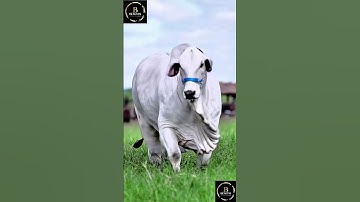 Sapi brahman #cow #sapipedaging #sapigemuk #sapi #sapilucu