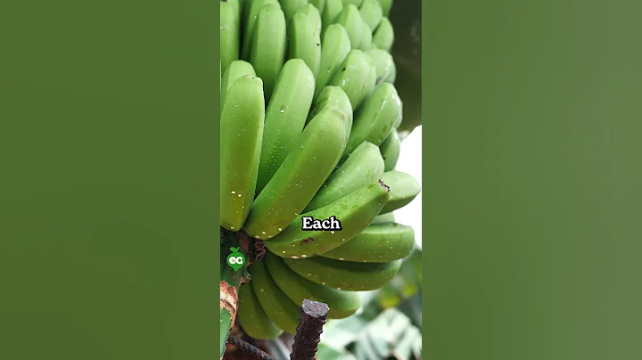 I finally grew a banana at home... 🍌