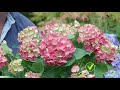 Caring for Hydrangeas