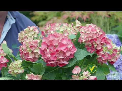 Video: Cold Hardy Hortensiat: Hortensioiden valitseminen vyöhykkeen 6 maisemiin