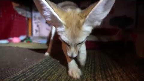 Do Fennec Foxes Like Catnip?