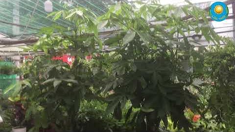 Cây Kim Ngân Bính Lớn