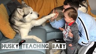 HUSKY TEACHING BABY!!! [TRY NOT TO SMILE CHALLENGE]