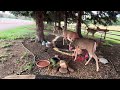 Oh Deer Me, What a Feast! Whitetail Wonders &amp; Squirrel Shenanigans😁 #nature #cute #wildlife 