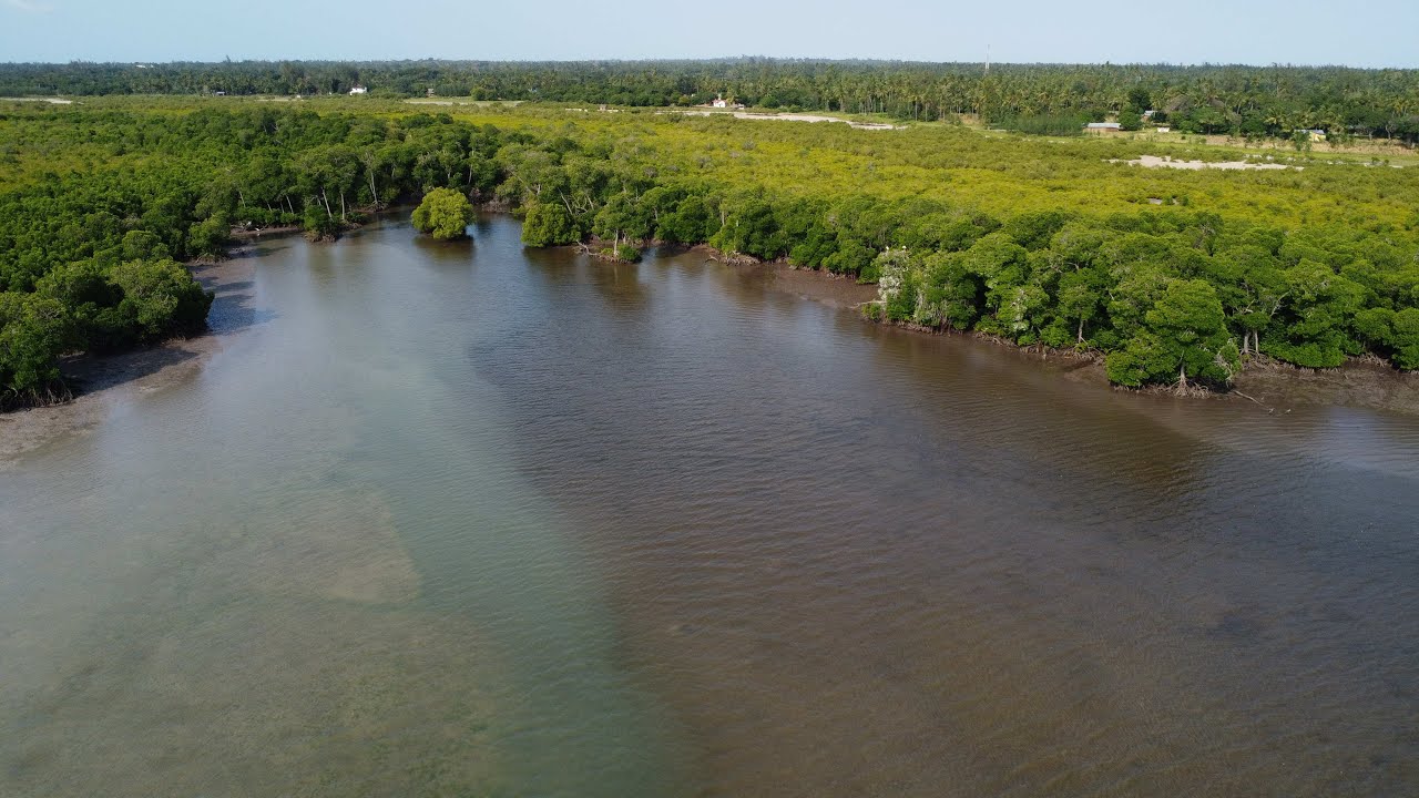The Story of Kenya’s Mangrove Comeback | Furaha and Baraka Farms in Action | Voices of Gratitude
