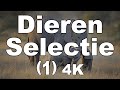 Dieren Pictures Selectie (3) [4K]