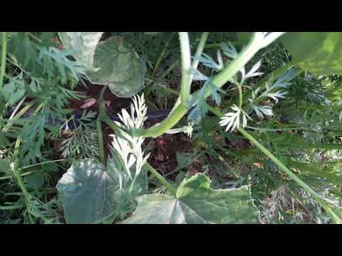 Видео: Плод от къдрава краставица: причини за деформирани краставици по лозата