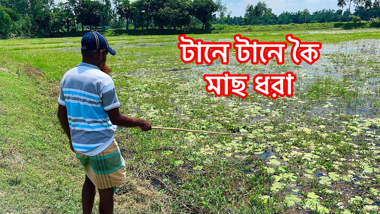 Village Traditional Hook Fishing Videos✅ fish Hunting ✅ Hook Fishing ✅ কৈ মাছ ধরা 