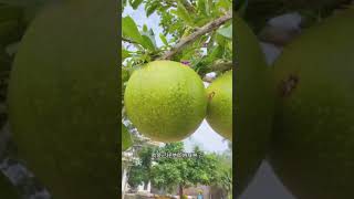 potong Makan Buah Segar  Langsung Dari Pohon 28