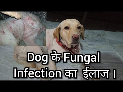 dog-के-fungal-infection-का-ईलाज-।-और-अगर--dog-के-ticks-भी-हो-रहे-है-।तो-उसका-भी-ईलाज-केसे-करे-।