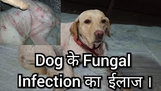 Dog के Fungal Infection का ईलाज । और अगर  Dog के Ticks भी हो रहे है ।तो उसका भी ईलाज केसे करे ।