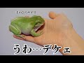 とんでもない爆音で鳴く巨大アマガエルWhite's tree frog Scream！