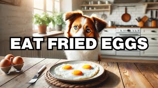 Can Dogs Eat Fried Eggs? Explained