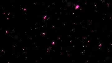 Share hiệu ứng cánh hoa rơi nền đen dài 20 phút