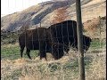 Американское ранчо. Бизоны в Америке. American Ranch. Bisons or American Buffalo