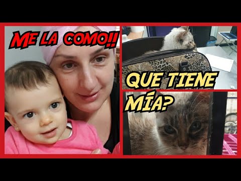 Video: Buscando Una Segunda Opinión Veterinaria