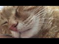 Therapeutic relaxation with Red cat.    Лечебный релакс с Рыжим котом.