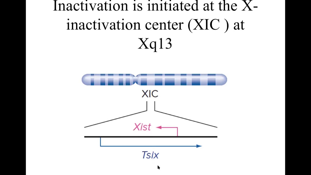 X Inactivation Part 2 YouTube