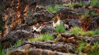 closeup of mountain goats by TMA WORLD No views 1 month ago 26 seconds