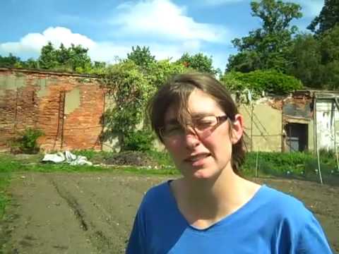Swillington Organic Farm's CSA scheme