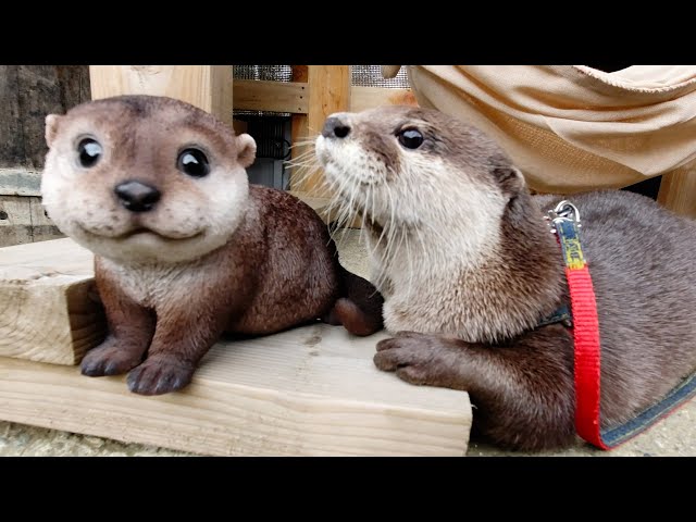 Watching the otter swimming from below [Otter life Day 285]【カワウソアティとにゃん先輩】