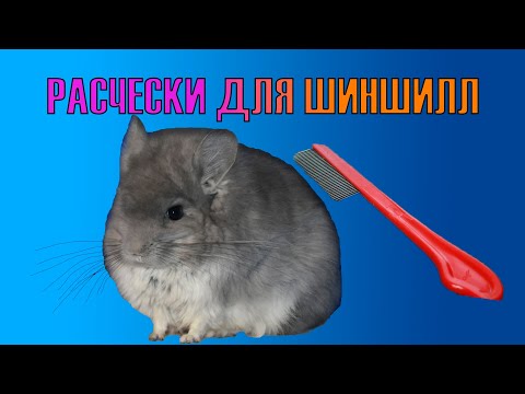 Об уходе за шиншиллой. Нужно ли расчесывать шиншиллу?