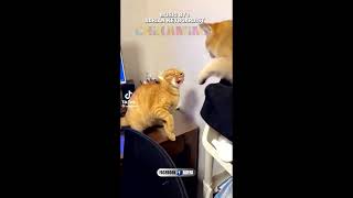 Download Lagu 😍LUCU BANGET🤣 KUCING OYEN 🐱 NYANYI LAGU DANGDUT KOPLO😍 MP3 Download Lagu 😍LUCU BANGET🤣 KUCING OYEN 🐱 NYANYI LAGU DANGDUT KOPLO😍 MP3
