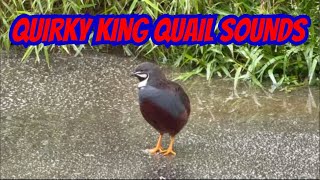 Funny Sounds of the King Quail: Whistles Chirps and Gentle Cooing screenshot 5