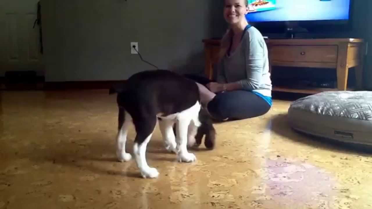 3 month old English springer spaniel 