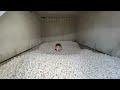 One Million Packing Peanuts In Tornado Shelter