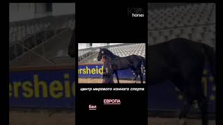 Прибыль и престиж - инвестиции с доходом от 30% и выше в евро