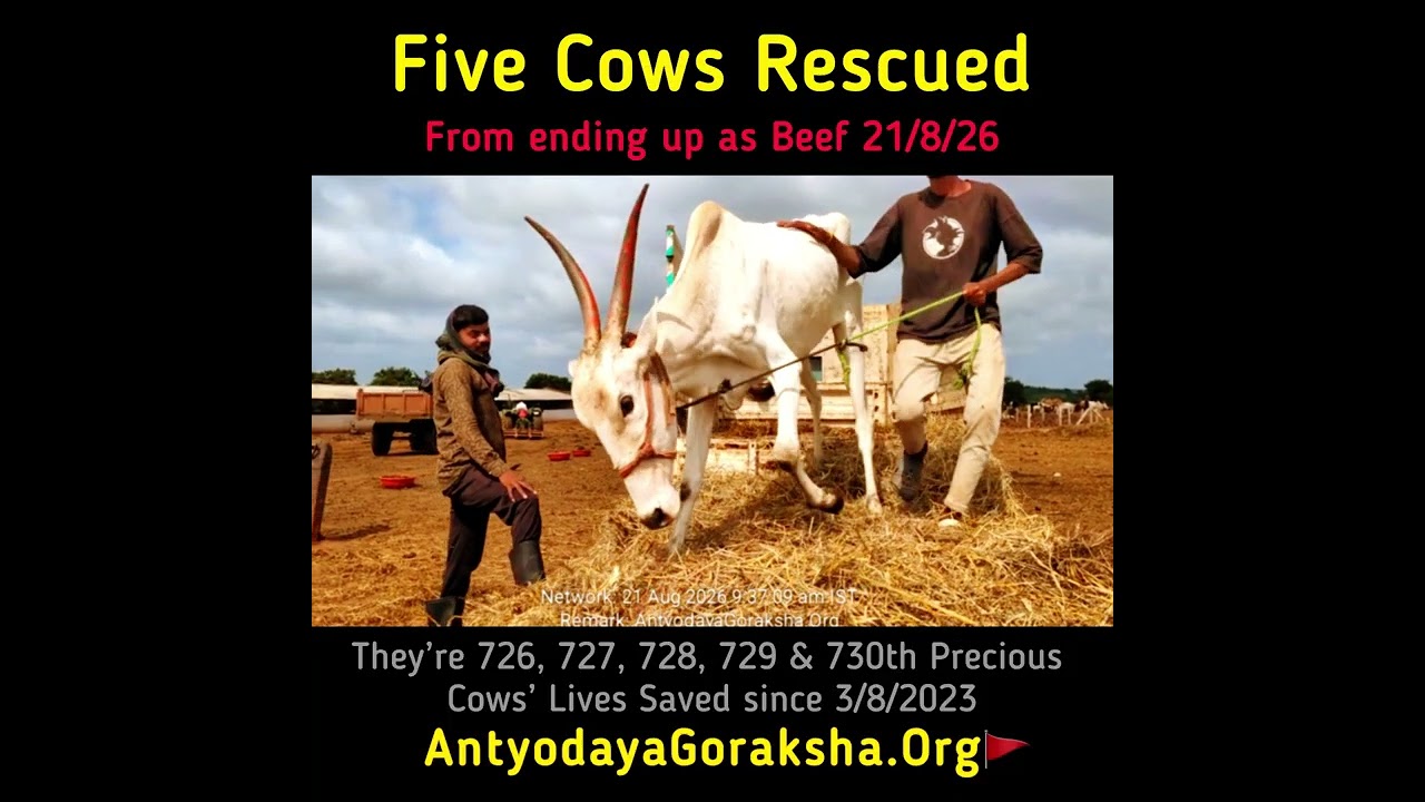 [21 Aug 2026] Five Cows Saved 🎉