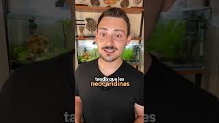 Mélanger des caridinas et des néocaridinas ? 🦐🤔