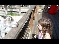 Feeding the goats at the Central FL Zoo!