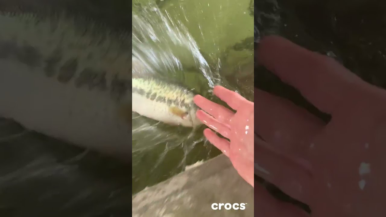 Hungry Fish BITES My Hand Shorts