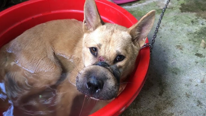 The Dog Was Tortured By Its Owner And Could Not Stand, But A Miracle Happened After Being Rescued - YouTube
