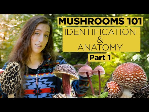 Mushrooms 101: Identification and Anatomy - Part 1