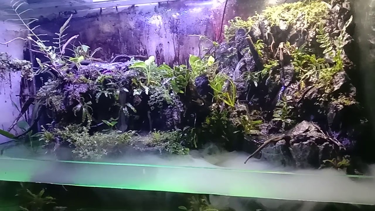 Paludarium